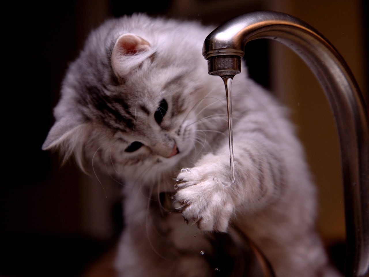 Should You Get a Water Fountain for Your Cat Anasazi Animal