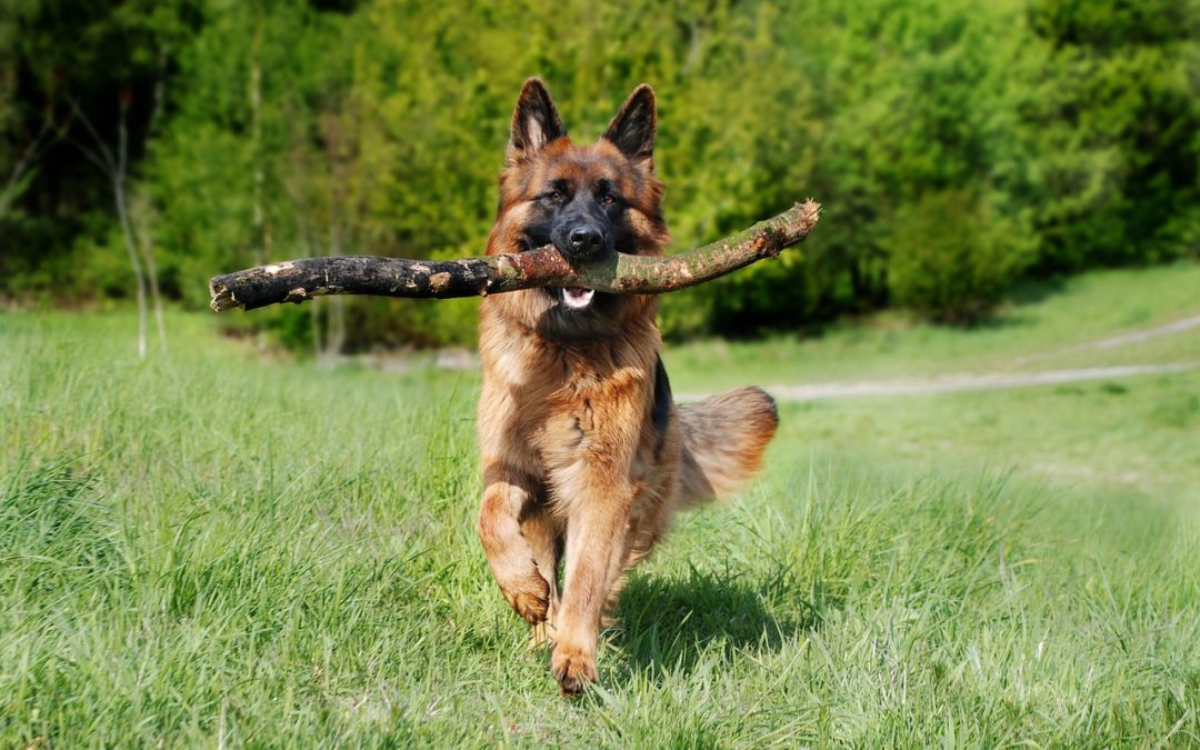 adopting a senior dog - german shephard running with a stick