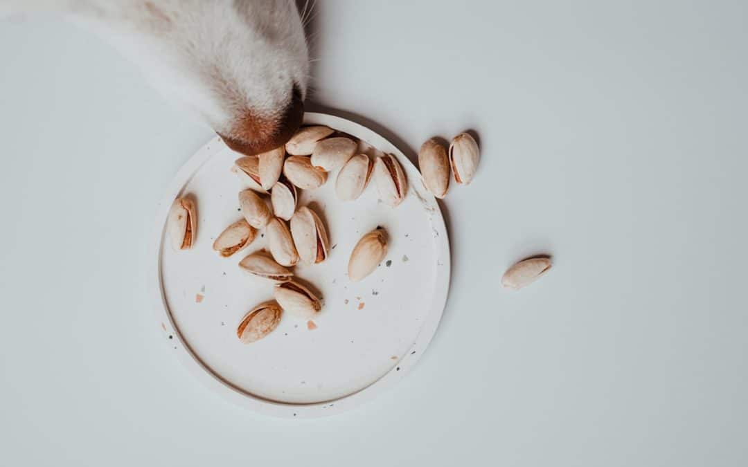 can dogs eat nuts -- white dog sniffing plate of nuts