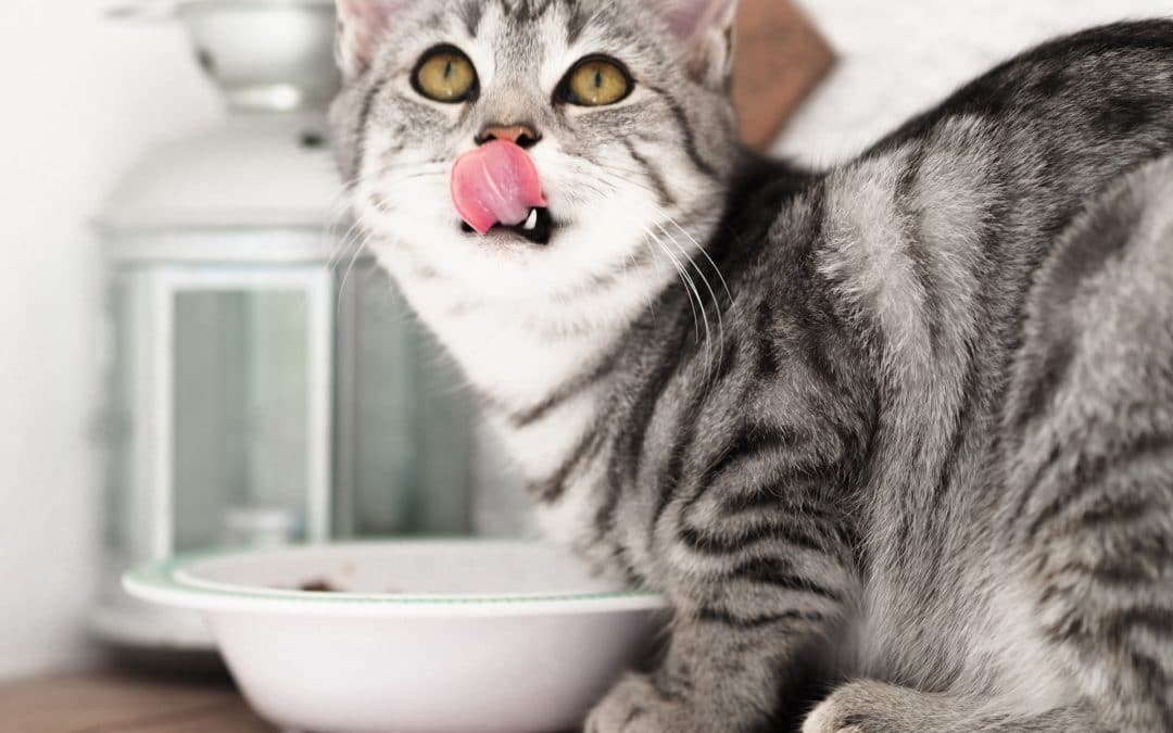 fresh dog food - cat licking face after eating food from a bowl