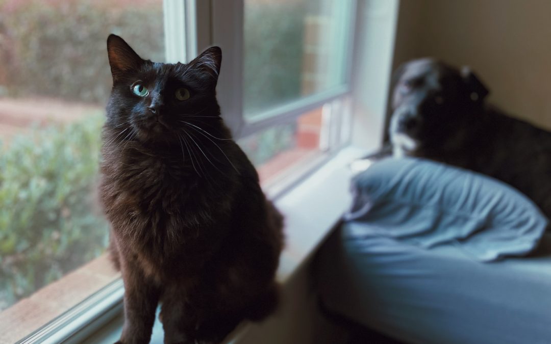 matthews law -- black long hair cat sitting on window will with black dog on dog bed behind them
