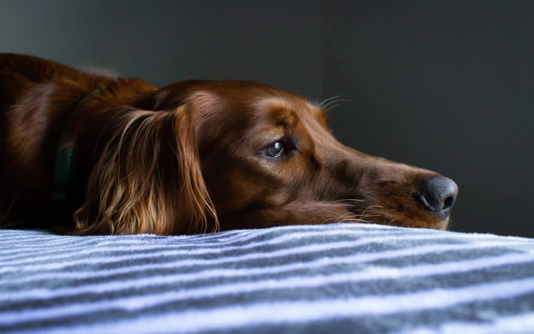 xylitol poisoning in dogs - dog laying down sad on a blanket