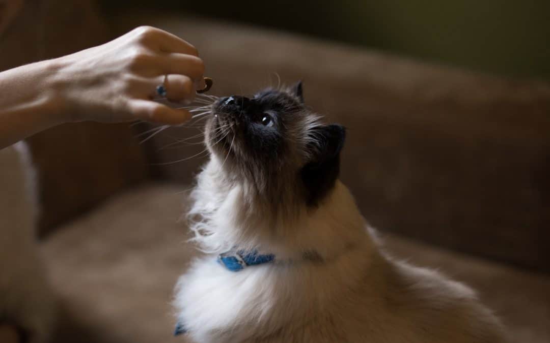 cat food allergies -- human hand holding cat treat up and Himalayan cat reaching up to eat it