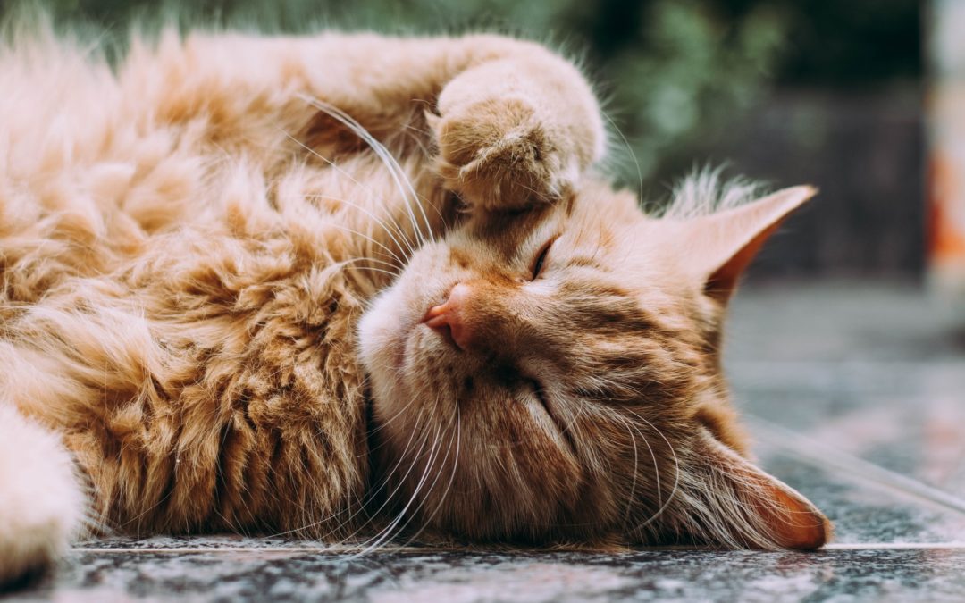 cat seasonal allergies -- orange medium hair cat on its side