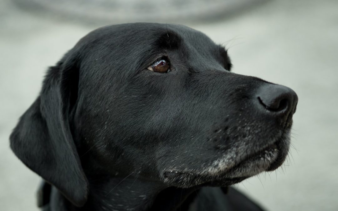 most popular dog breeds -- Black Labrador Retriever