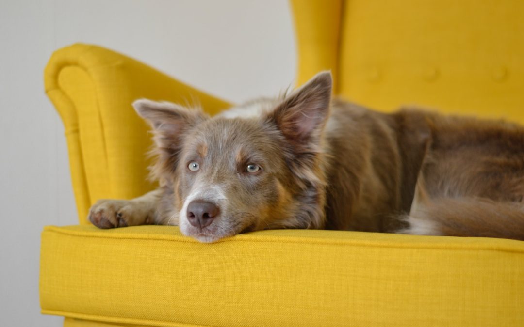 how to clean dog hair from carpet - brown dog laying on yellow upholstered chair