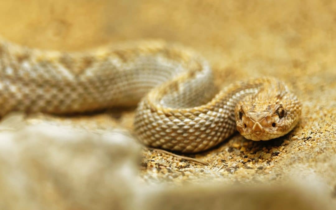 rattlesnake in the sand-snakebite dog treatment