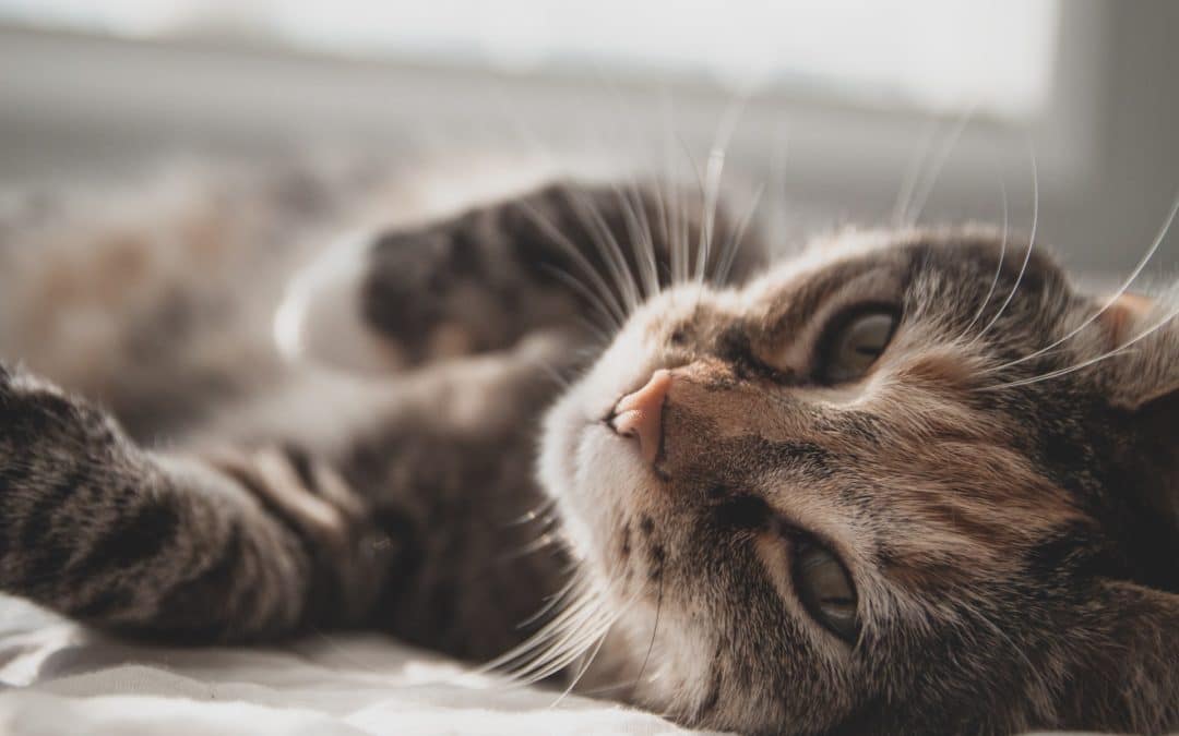 Signs of UTIs in Cats