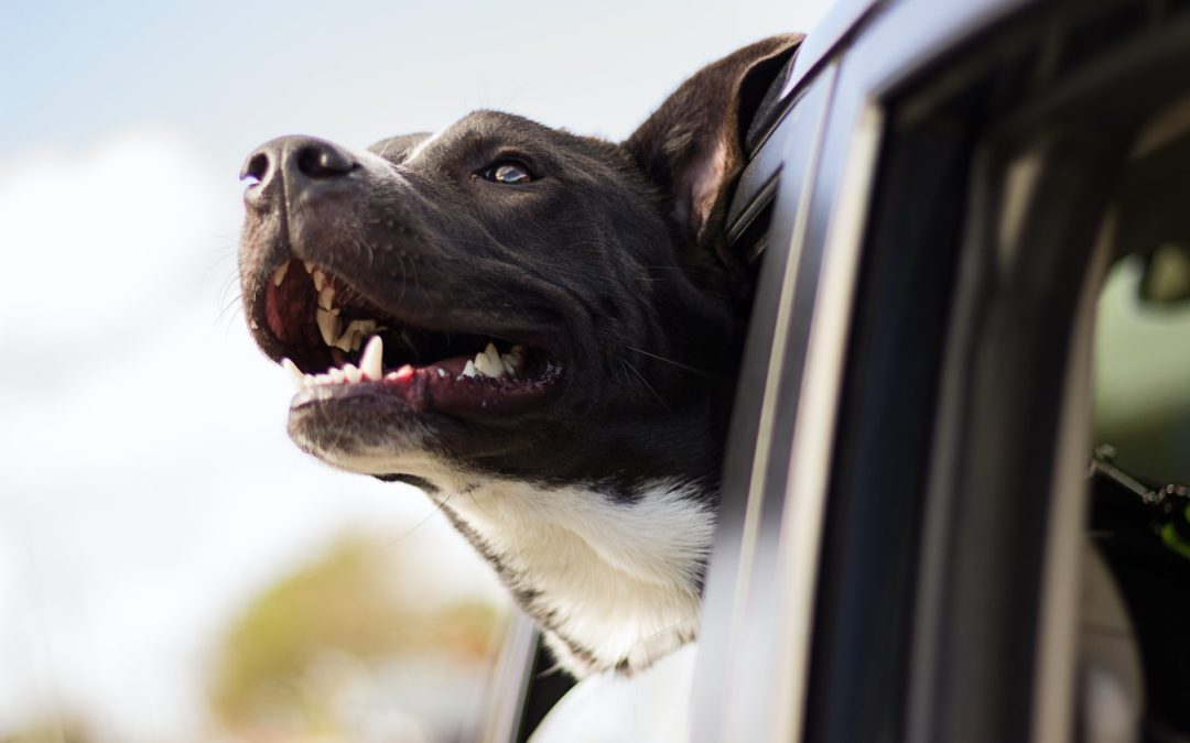 happy black and white dog in car-how to travel with a dog