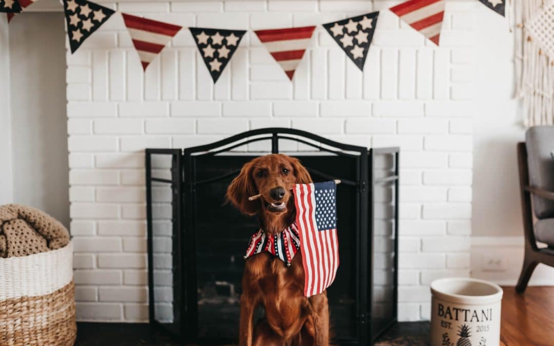 dog holding american flag with fourth of july decor-dog fireworks anxiety