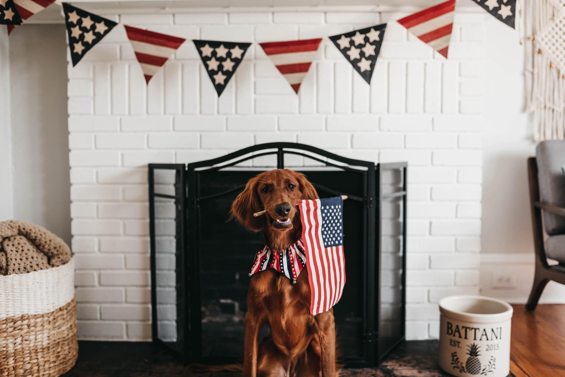 How to Calm Down Dogs Stressed by 4th of July Fireworks