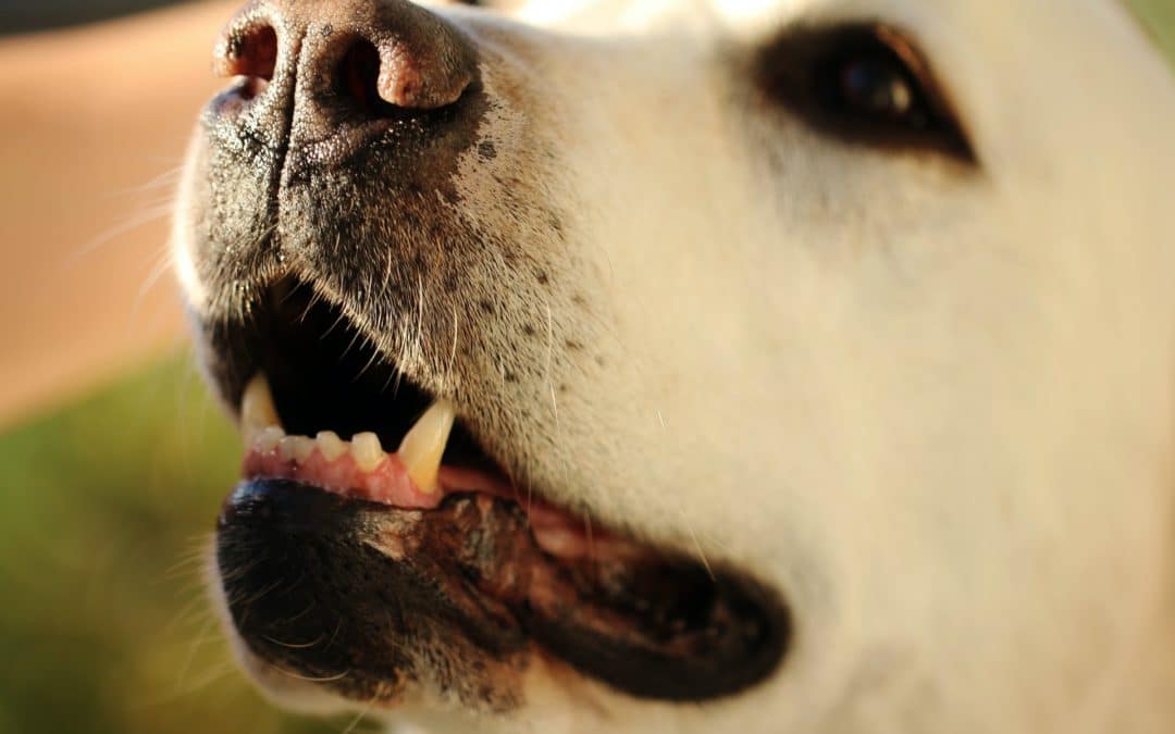 close up of lab with mouth open-dog tooth extraction