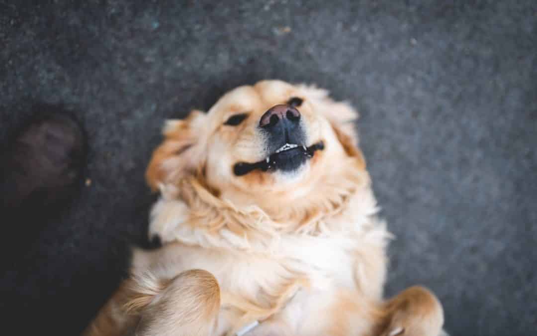 golden retriever smiling-should you get your dog's teeth cleaned