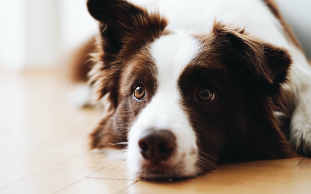 what to look for when boarding your dog - dog with one ear up