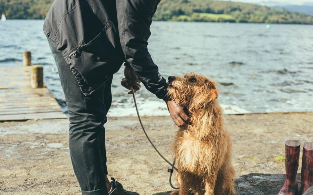 New Study Reveals the Words Dogs Love to Hear the Most
