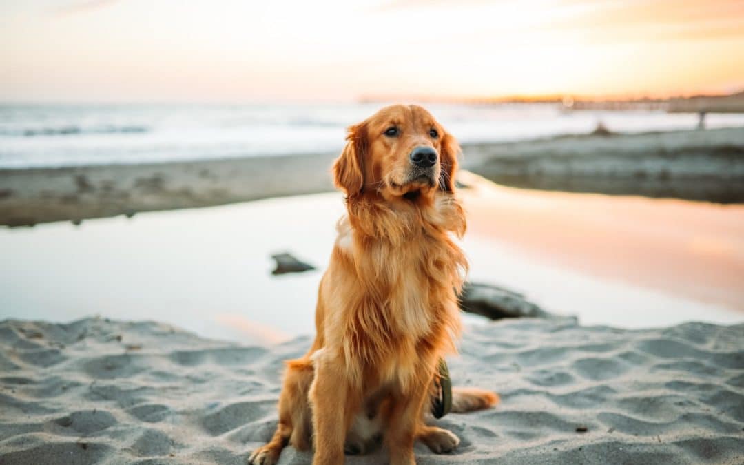 can a vaccinated dog get rabies - dog sitting on beach