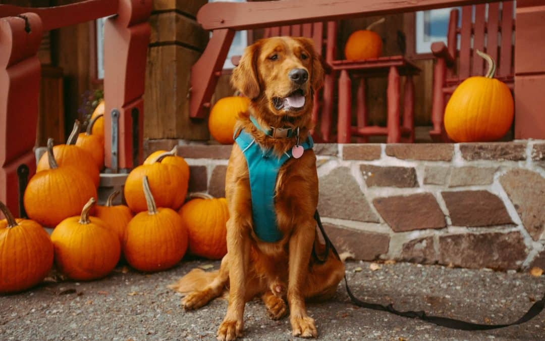dog trick or treating - dog wearing harness in front of pumpkins