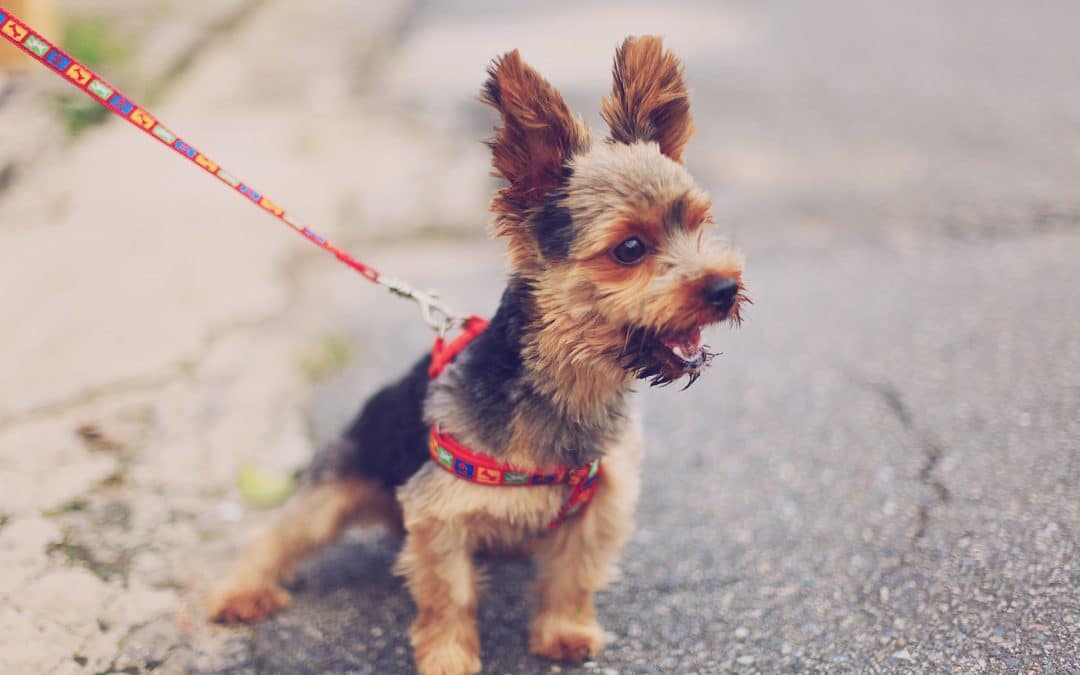 how often should i walk my dog - yorkie on a leash