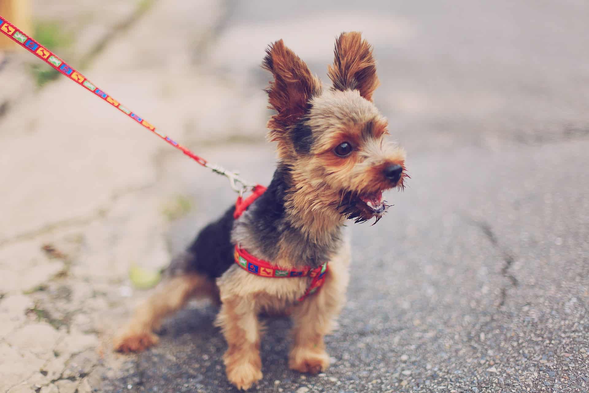 how often should you take your dog for a walk