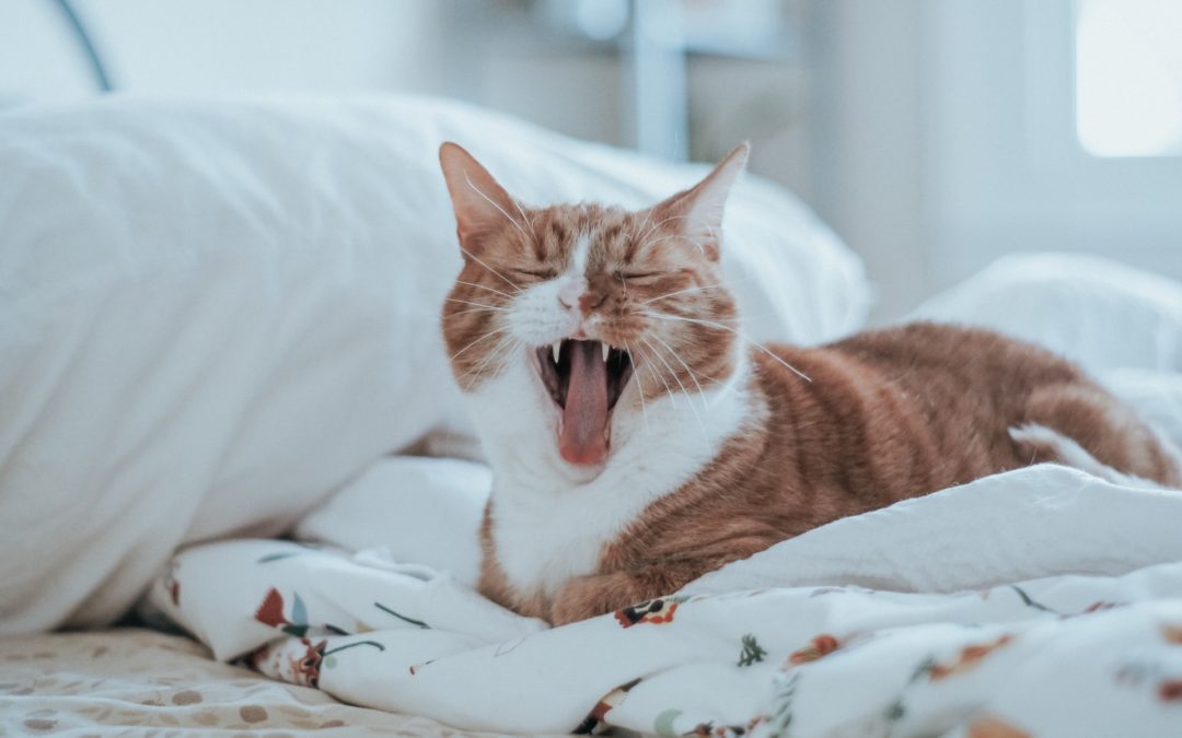 healthy cat teeth - cat yawning