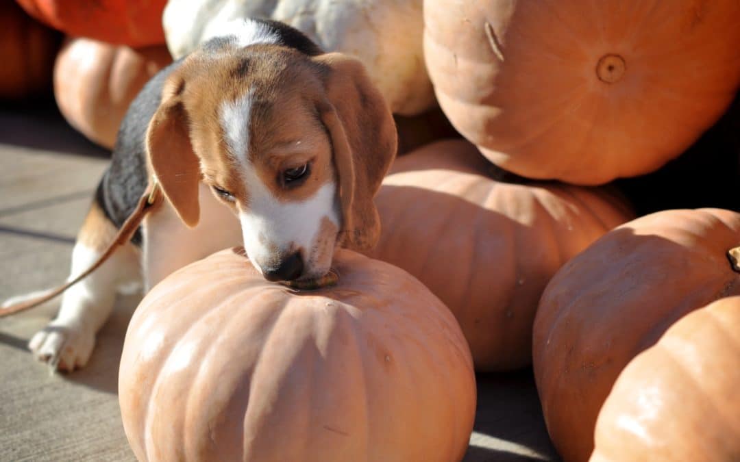thanksgiving food dogs can eat - dog sniffing pumpkin