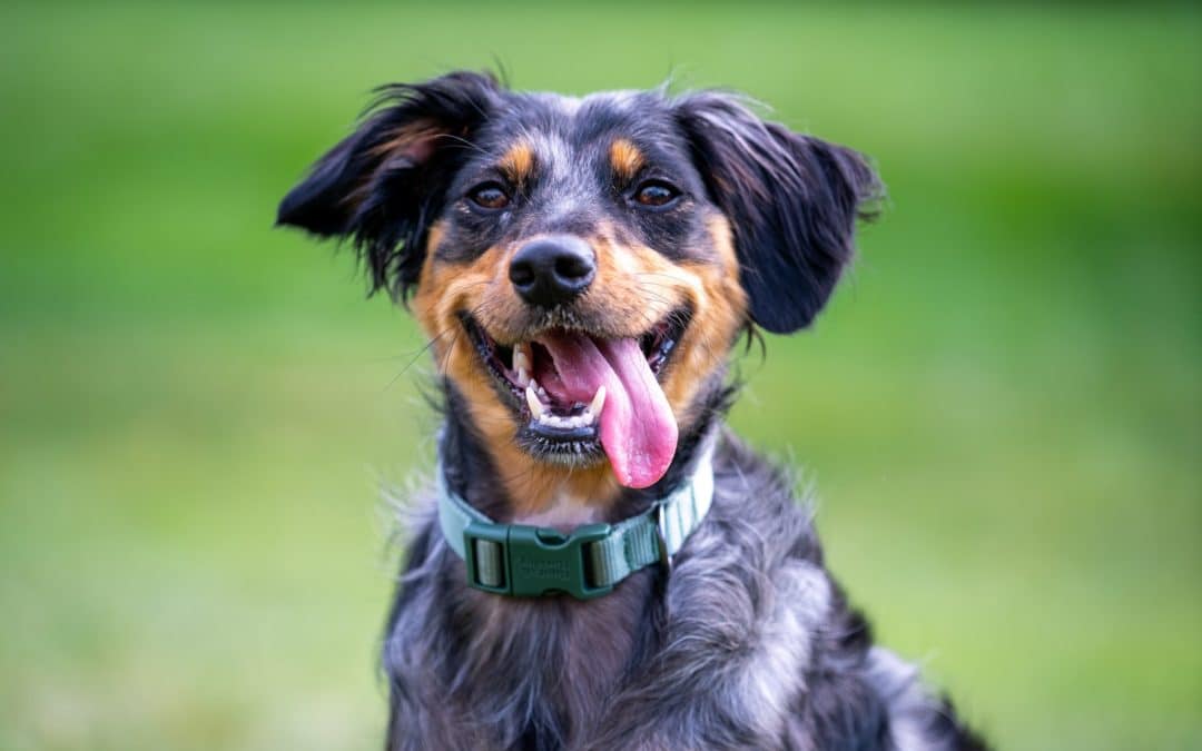 how to keep your dogs teeth clean - dog smiling