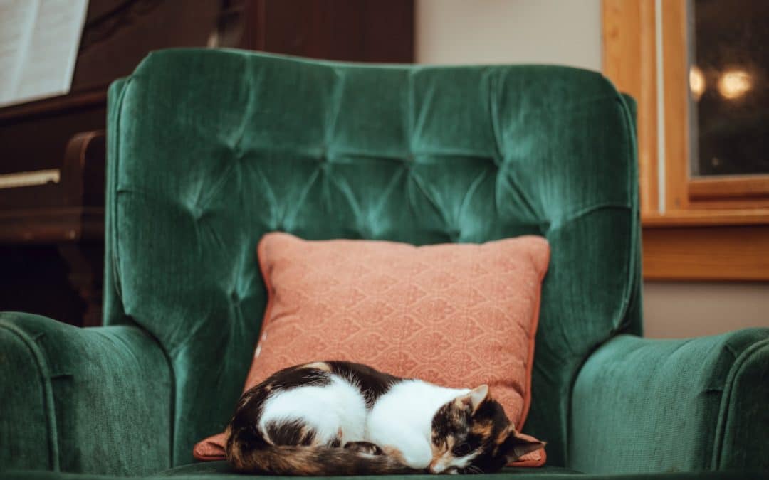 adopting a senior cat tips - cat sleeping on chair