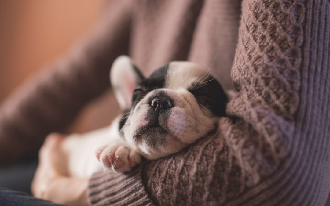 what to expect with a puppy - puppy sleeping in arms