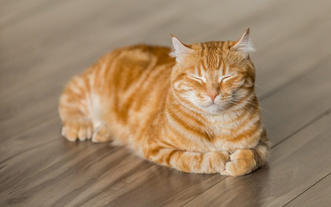 common cat diseases - cat with eyes closed