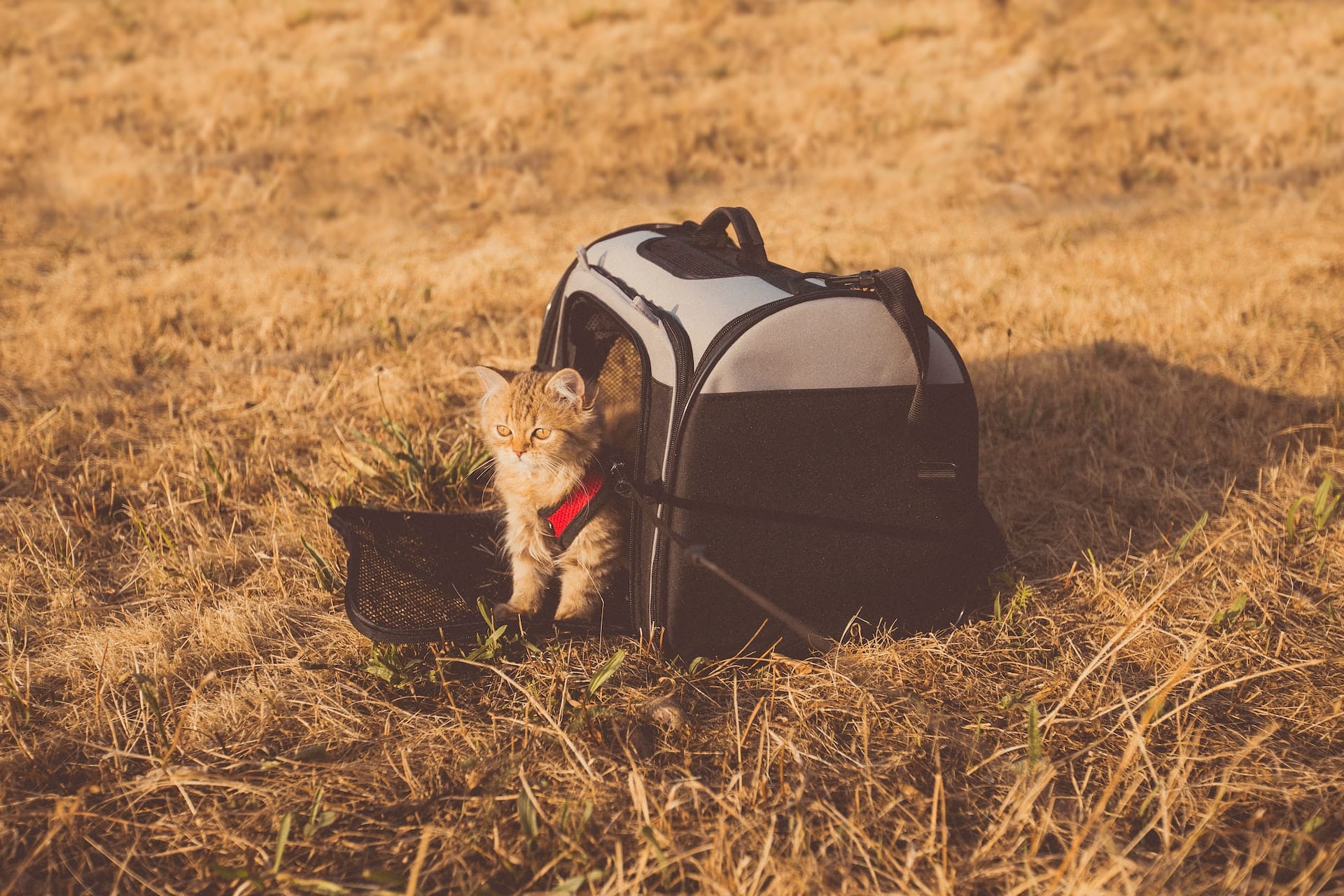 How to Choose a Good Cat Carrier for Every Kind of Travel
