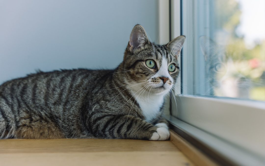 Why You Should Spay or Neuter Your Indoor Cat