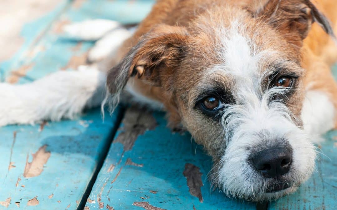 What to Know About Kidney Disease in Dogs