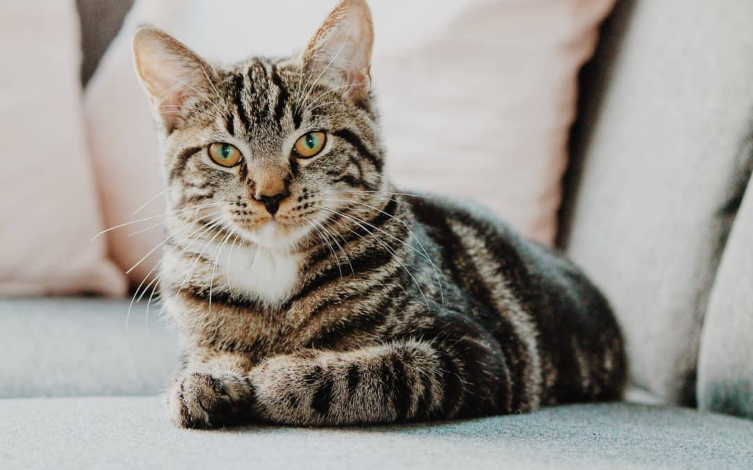What Is Heartworm Disease in Cats?
