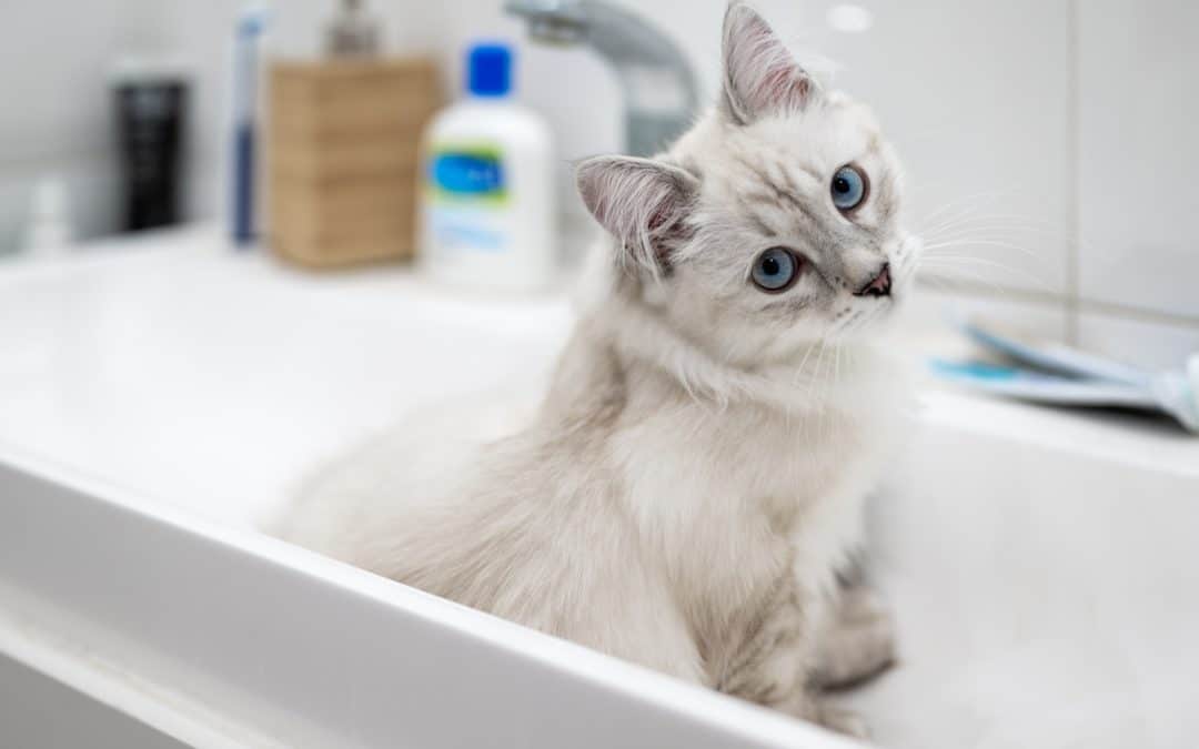 White cat sitting in bathroom sink