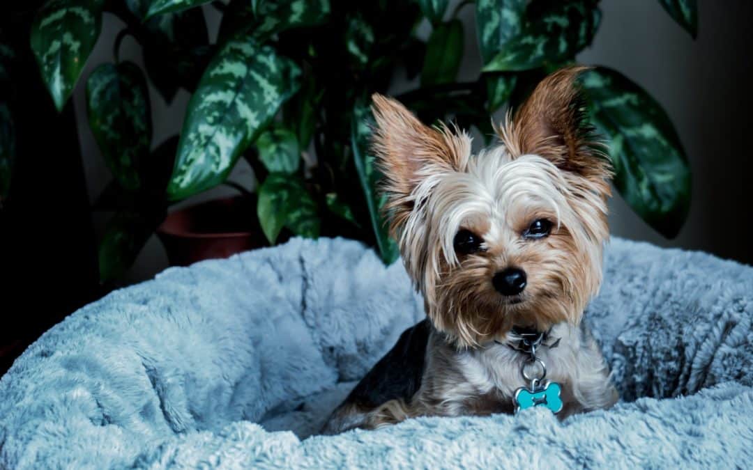 yorkshire terrier laying in soft dog bed