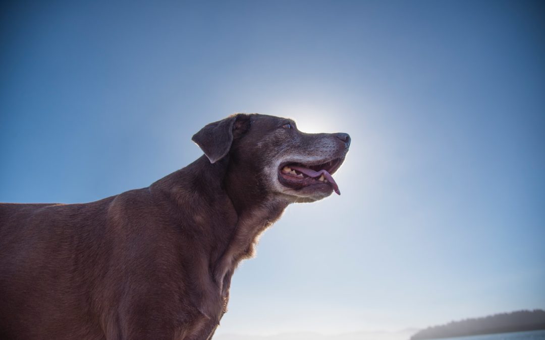 senior dog with gray snout smiling outside