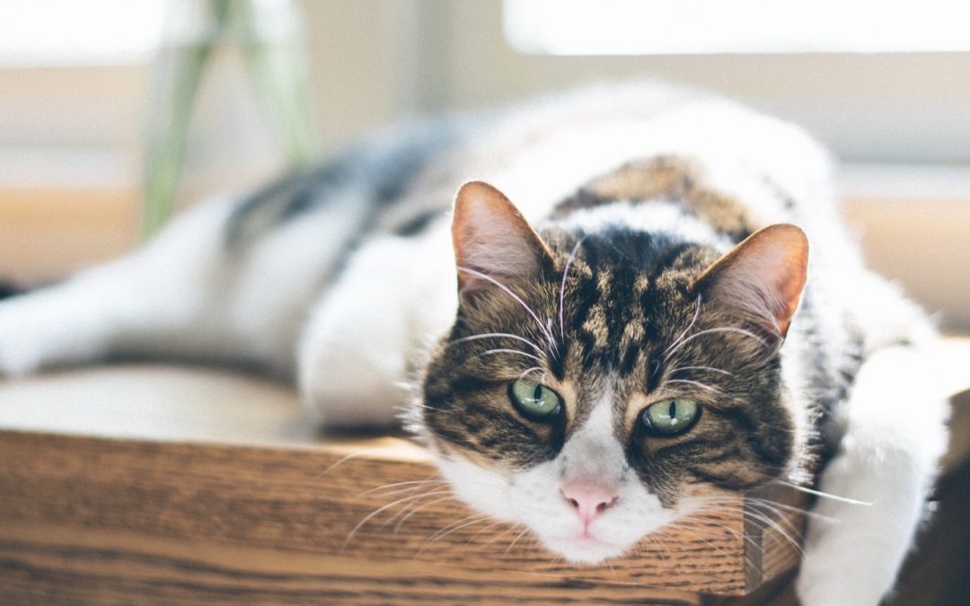 Does Your Cat Have Arthritis?