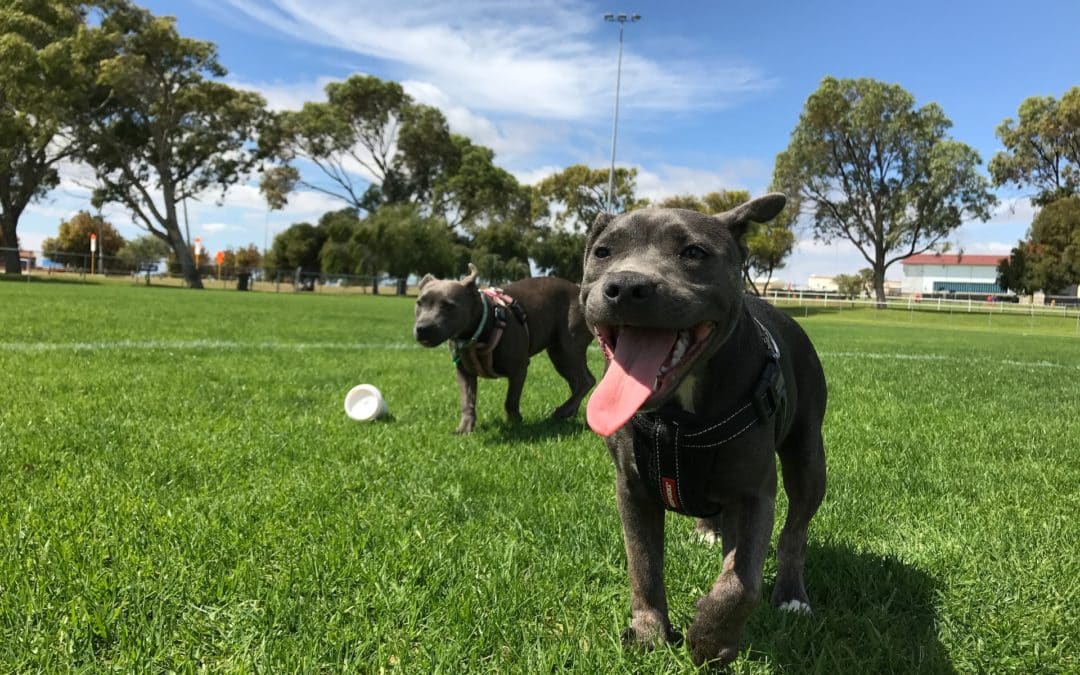 two black dogs playing in a park