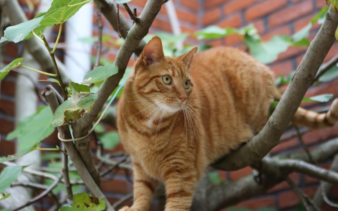 orange cat climbing a tree