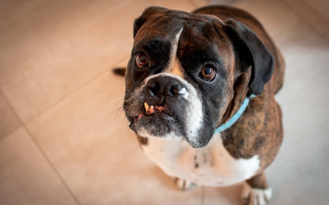 Does Your Dog Have a Tooth Abscess? How to Detect and Treat This Painful Dental Problem
