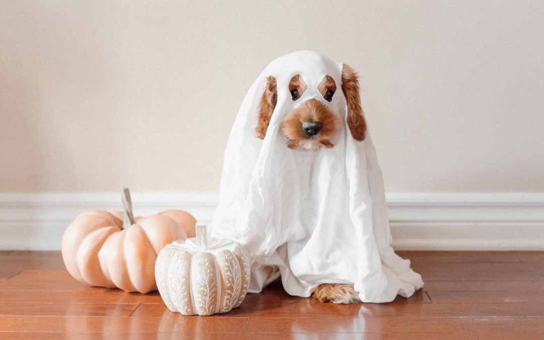 How to Keep Your Pets Safe This Halloween