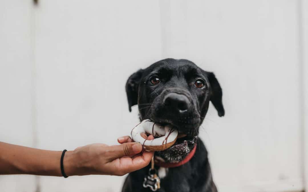 From bad breath to cavities and gingivitis, dogs can fall victim to many of the same dental problems as humans. Here’s how to prevent poor dental health so your dog can continue eating and playing without pain.