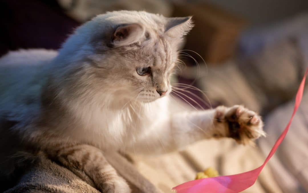 Indoor Cats Need Exercise—Is Yours Getting Enough?