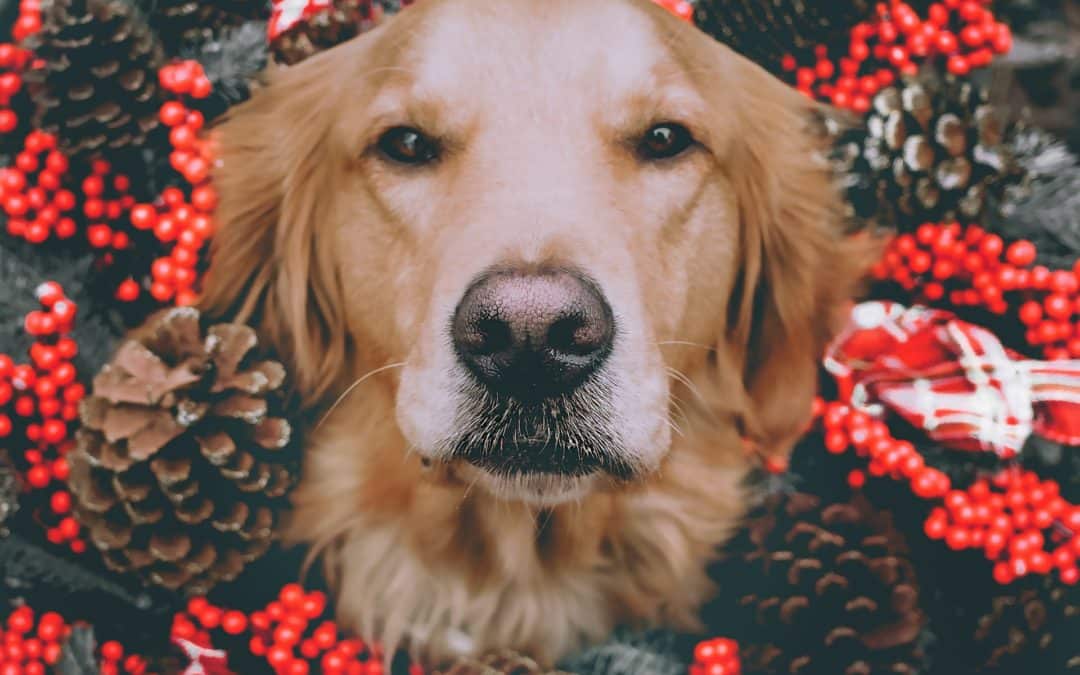 Several popular holiday plants are poisonous to pets, and some of them are more toxic than others. Here’s what to do if your pet eats your holiday plants.