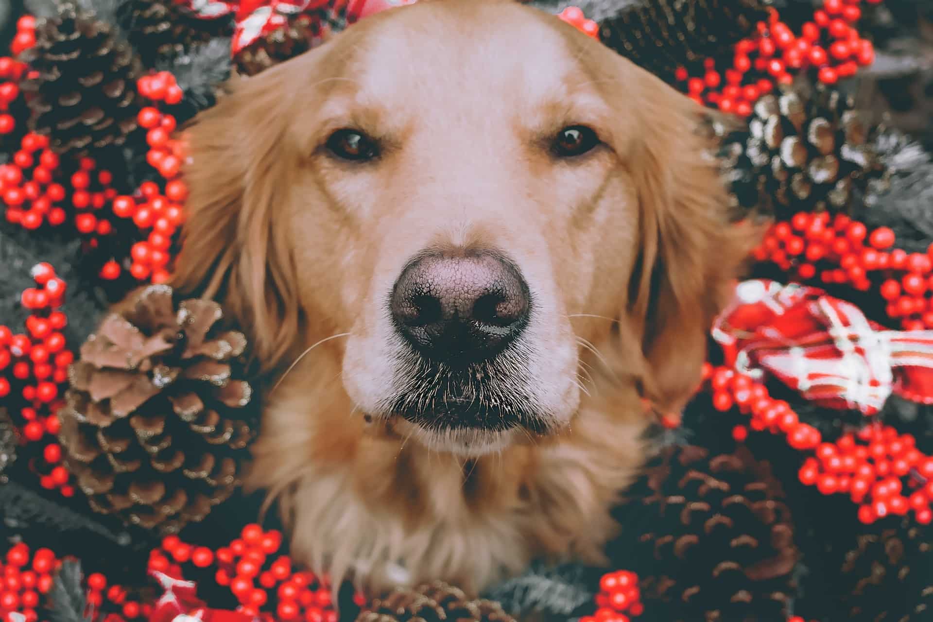 Dog best sale ate mistletoe