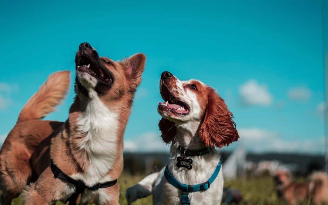 Tooth fractures are one of the most common dental problems in dogs. Here’s how to tell if your dog has a broken tooth.