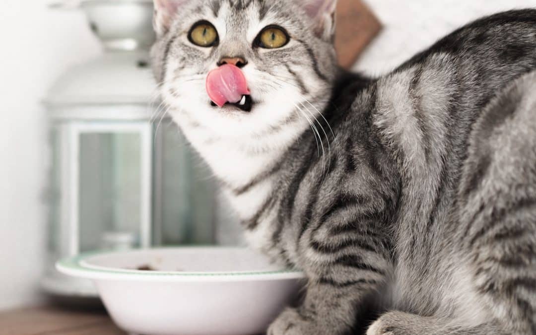 Would you eat your breakfast cereal out of the same bowl you used last night for chili? Your pet needs clean dishes for every meal, too. Here’s why.