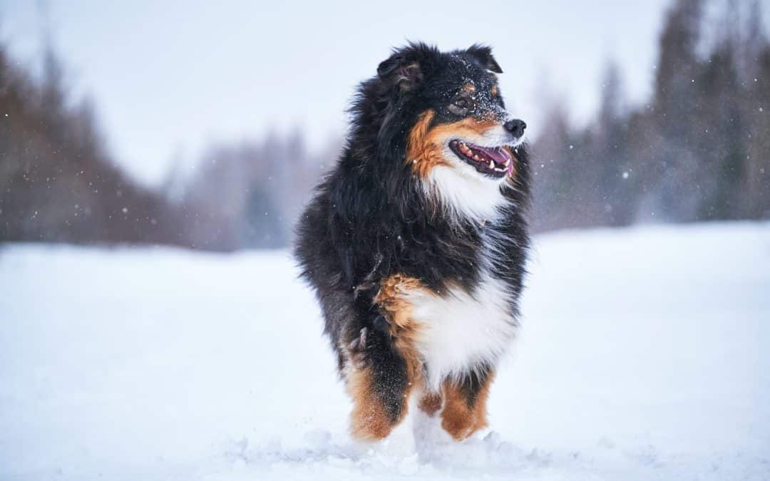 You might think that with Arizona’s relatively mild winters, walking your dog is safe all year round. But our state can experience extremely cold temperatures as well as extremely hot ones. Here’s what you need to know.