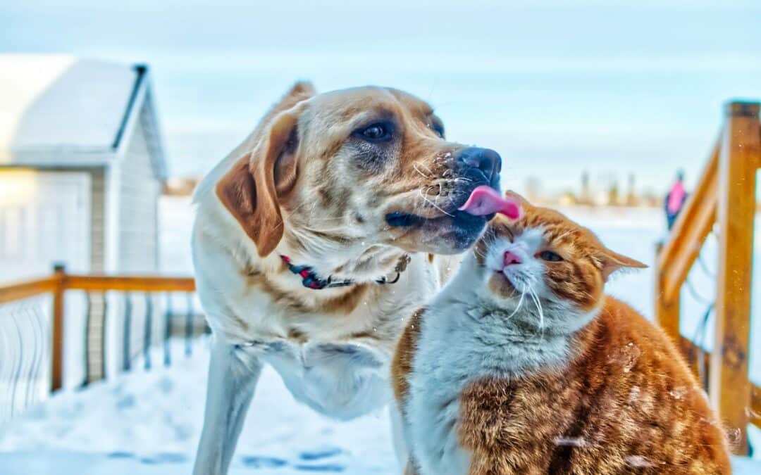 February Is National Pet Dental Health Month