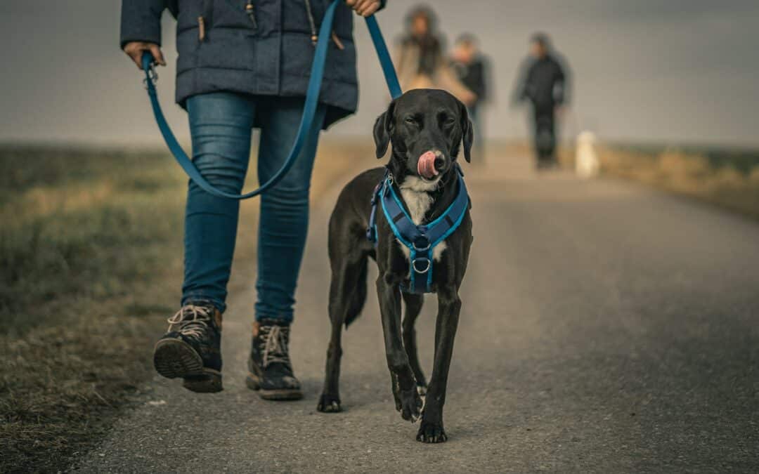 Distracted Dog Walking: Why You Should Leave Your Phone in Your Pocket